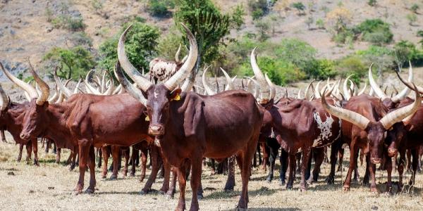 The Ankole long horned cattle